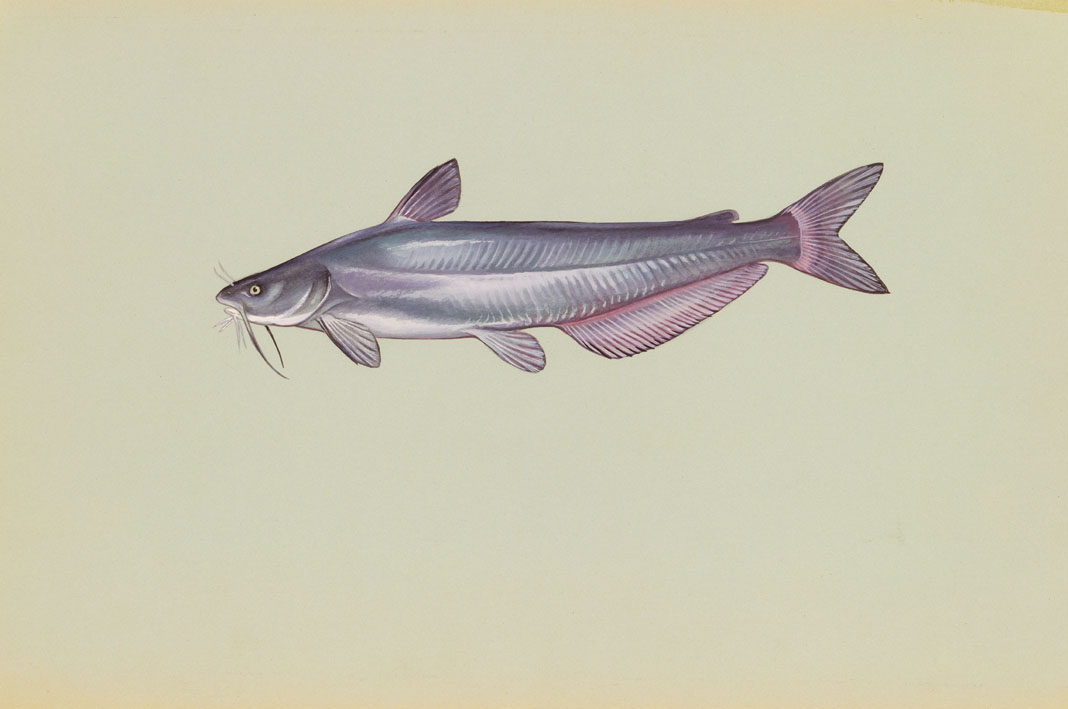 Blue Catfish Source: Raver, Duane. http://images.fws.gov. U.S. Fish and Wildlife Service.